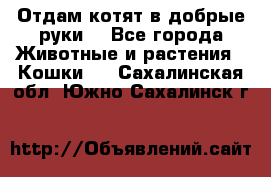 Отдам котят в добрые руки. - Все города Животные и растения » Кошки   . Сахалинская обл.,Южно-Сахалинск г.